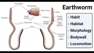 Part 1  External Structure of Earthworm  Detailed Study of Earthworm [upl. by Owen]