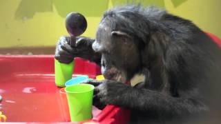 Chimpanzee tool use [upl. by Sweeney261]