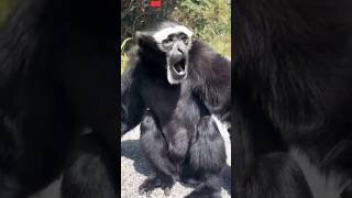 Gibbon monkey Voice 🐒  monkey  animals wildlife viral shorts monkey [upl. by Roxana]