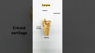 Larynx EasyAnatomy medical anatomy physiotherapy nursing indianmedicalstudent biology [upl. by Zarihs]