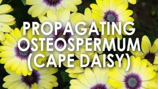 Propagating Osteospermum Cape Daisy How to Propagate [upl. by Yekcir]