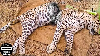 Leopardos Heridos Al Jugar Con El Oponente Equivocado Y ¿Qué Pasó Después  Animales Salvajes [upl. by Melisandra147]