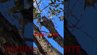 Squirrel 🐿bites Tree 🌳 🌞👍 [upl. by Tremayne950]