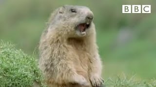 Funny talking animals Alan Alan Steve  Walk on the Wild Side  BBC [upl. by Rebak]