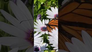 Monarch Butterfly sips nectar from the Osteospermum flower Beauty 😍 shortsfeed nature butterfly [upl. by Sawyere]