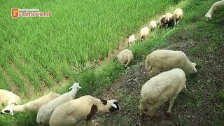 Kambing Lucu Makan Di Sawah  Suara Kambing Lucu Ngakak [upl. by Tirrell]