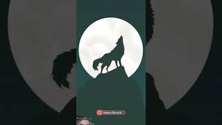 wolf wolfsounds art wolfsong animation wolfmix wallpaper howlinwolf [upl. by Valerlan]