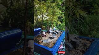 Creating a Stunning Cedrus Deodara Forest Bonsai  Miniature Tree Art bonsai [upl. by Kyre]