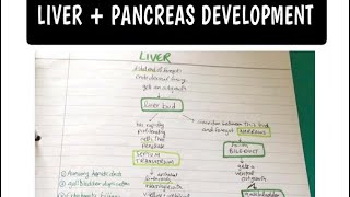 Development of LIVER and PANCREAS Easy GIT Embryology [upl. by Yelrebmik]