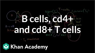 Review of B cells CD4 T cells and CD8 T cells  NCLEXRN  Khan Academy [upl. by Ahsiemac494]