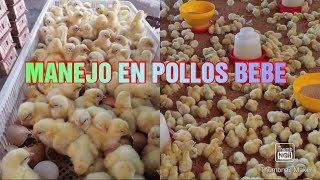 TIPS PARA LA BUENA CRIANZA🧑‍🌾 DE POLLOS BEBE 🐣🐤 [upl. by Ardiek]