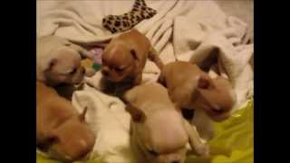 French Bulldog Puppies  4 weeks old  wwwallstarfrenchbulldogscom [upl. by Atse97]