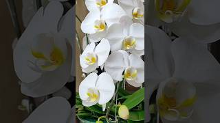 Beautiful phalaenopsis anggrekviral orchids white [upl. by Yeoj]