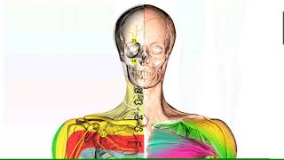 Segmental innervation of the body [upl. by Doy]