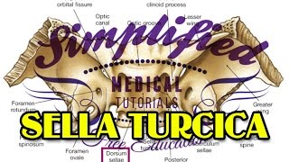 SELLA TURCICA Simplified  Anatomy [upl. by Karlotta]