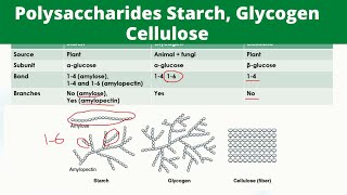 Polysaccharides Starch Glycogen Cellulose  Differences and Similarities  Biological Molecules [upl. by Fallon942]