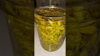 Decanting Goldenrod Tincture [upl. by Dang]