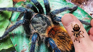 EASY Green Bottle Blue Tarantula Care  AMAZING PETS [upl. by Clarice]