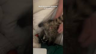 Baby raccoon raccoon pets rescue animals [upl. by Aloibaf]