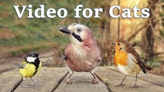 Videos for Cats to Watch  8 Hour Birds Bonanza  Cat TV Bird Watch [upl. by Lavine]