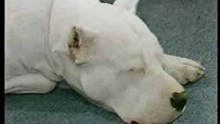 The experience of living with Dogo Argentino  by Argentum Dogos [upl. by Enytsuj870]