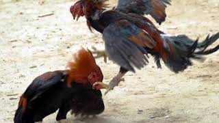 Pelea De Gallos  Clave Efectiva quot2018quot Exclusivo [upl. by Ierbua]