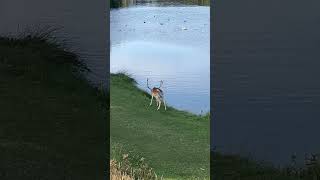 Damhert fallow deer deer forest amsterdam water supply dunes netherlands [upl. by Feucht]