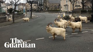 Goats take over empty Welsh streets as residents observe coronavirus lockdown [upl. by Latsirhc300]