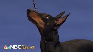 National Dog Show 2022 Terrier Group Full Judging  NBC Sports [upl. by Anale221]