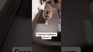 Спортивный котик 🐈 котышортсытопчикshortvideoсмешныевидеотренды [upl. by Leatrice]