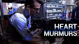 Heart Murmurs in Cats and Dogs [upl. by Danforth875]