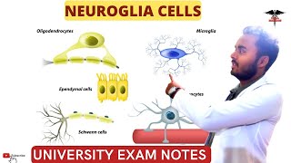 Neuroglia Cells  Glia cells Astrocytes oligodendrocytes Schwan cellsCNS Physiology [upl. by Rochkind]