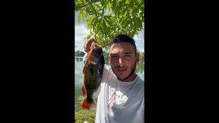 FIRST EVER PEACOCK BASS IVE CATCHED [upl. by Ricardama238]