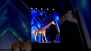 Americas Got Talent Giraffe 🦒 Magic😱😨  Duo SchumacherAGTamericagottalentmagic [upl. by Botzow710]