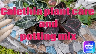 Best soil mix for Calethia plant 🪴 👌👍pkgardening [upl. by Zerla939]