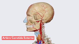 Anatomie de lArtère Carotide Externe [upl. by Navinod]