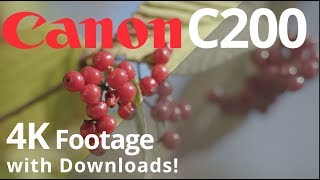 Canon C200 4K Sample FOOTAGE with DOWNLOADS 🎥 [upl. by Ahk353]