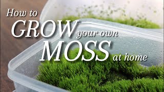 2 Ways to Grow your own Moss at Home [upl. by Laural]