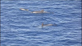 Delfín mular Tursiops truncatus Los Cristianos Tenerife [upl. by Alimat]