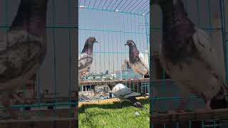 Pigeons High flying 🕊️🕊️pigeon kabutar kabootar viralvideoteddy teddykabutar [upl. by Anreval]