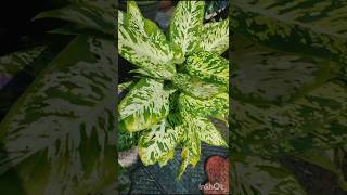 Dieffenbachia plant shortsvideo [upl. by Anaud]