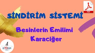 Sindirim Sistemi I Besinlerin Emilimi  Karaciğerin Görevleri [upl. by Vally]