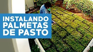 ¿Cómo instalar palmetas de pasto [upl. by Nosnarb]