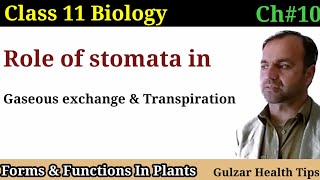 Role of stomata in Gaseous exchange and transpiration  Class 11th Biology [upl. by Prendergast]