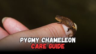 Pygmy chameleon Chameleon Species To Keep As Pets [upl. by Naginnarb]