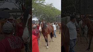 Feira de cavalo 🐎 em CaruaruPE muito animal bom [upl. by Curley]