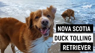 Nova scotia duck tolling retriever PROS and CONS  Dog review 2 [upl. by Liek762]