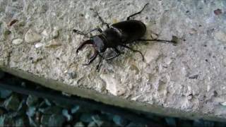 Stag Beetle Flying and CockChafer Beetle walking [upl. by Annamaria]