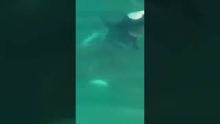 Drone Footage of Orcas KILLING Great White Shark sharks greatwhite orcas airjaws [upl. by Esiuqcaj]