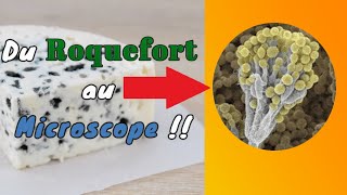 Du Roquefort au microscope  🔬 [upl. by Everick]